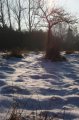 Winter 12.01.09 025